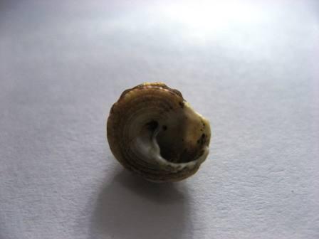 Identificazione aiuto.